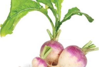 Maple-Mustard Roasted Turnips Photo 1