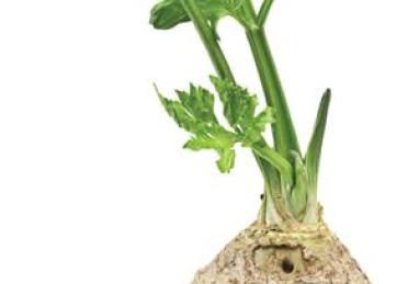 Garlicky Celery Root and Potato Soup Photo 1