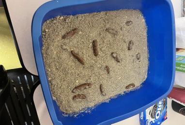 Kitty Litter Cake Photo 1