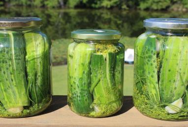 Sous Vide Dill Pickles Photo 1