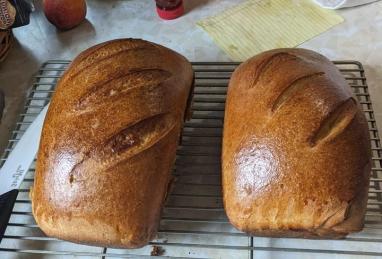 Honey Wheat Bread II Photo 1