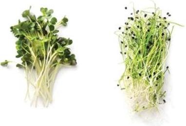 Citrusy Microgreens Photo 1