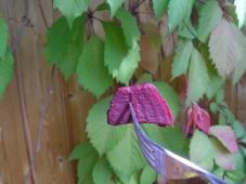 Beetroot Appetizer with Cabbage Garnish and Cottage Cheese in a Crock Pot Photo 4