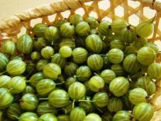 Gooseberry Jam Photo 2