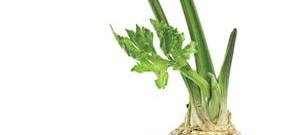 Garlicky Celery Root and Potato Soup Photo