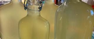 Homemade Limoncello Photo