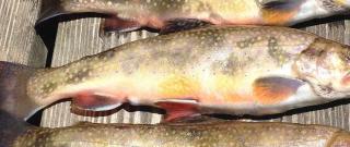 Campfire Trout Photo