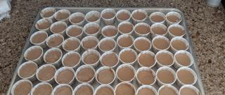 Chocolate Pudding Shots Photo