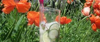 Mint-Cucumber Mojitos Photo