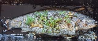 Baked Fresh Rainbow Trout Photo