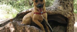 Homemade Dog Treats (Tango's Treats) Photo