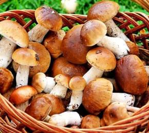 Best Ways to Process Mushrooms Photo