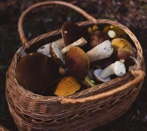 Are Children Allowed to Eat Mushrooms? Photo