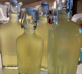 Homemade Limoncello Photo