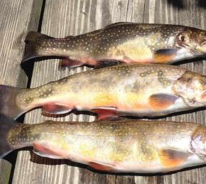 Campfire Trout Photo