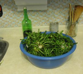 Dandelion Salad Photo