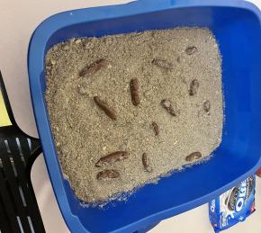 Kitty Litter Cake Photo