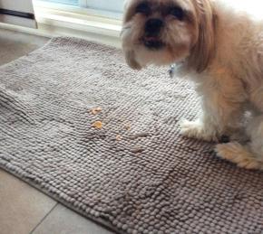 Doggie Biscuits Photo