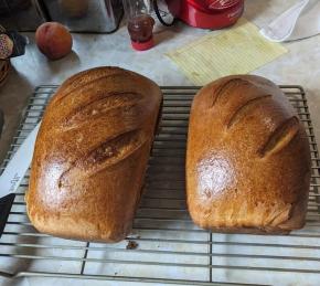 Honey Wheat Bread II Photo