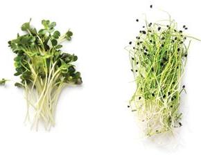 Citrusy Microgreens Photo